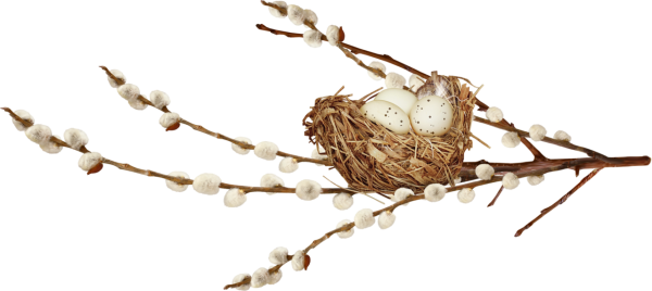 Веточка вербы на белом фоне