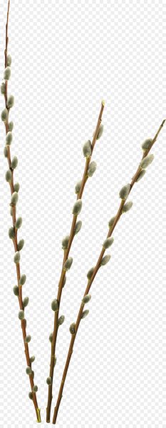 Ветка вербы без фона