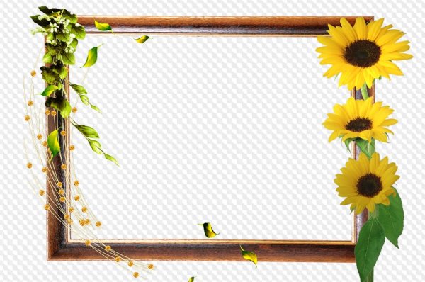 Рамка Подсолнухи на прозрачном фоне