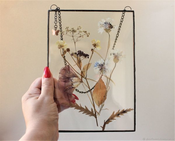 Гербарий под стеклом