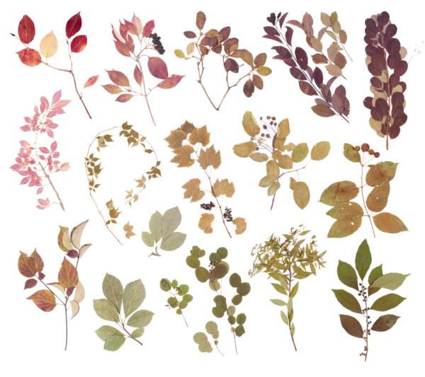 Осенний гербарий Эстетика