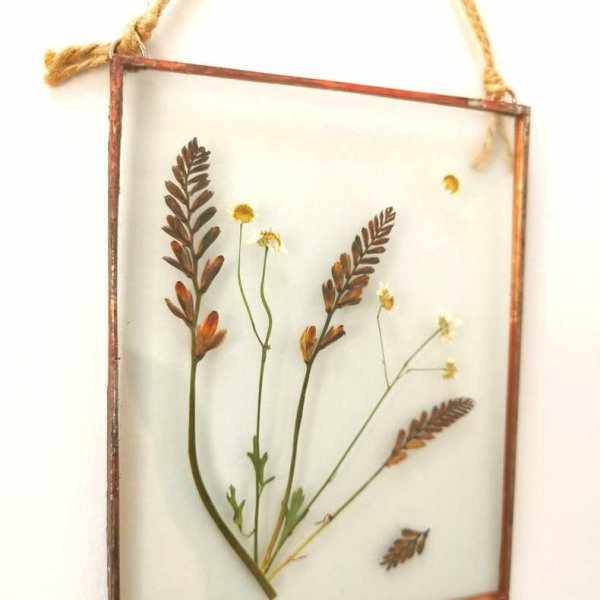 Сухая трава гербарий сухоцветы