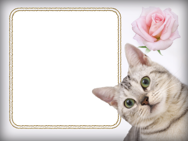 Фоторамка с котятами
