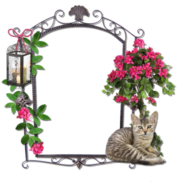 Необычные прозрачные рамки