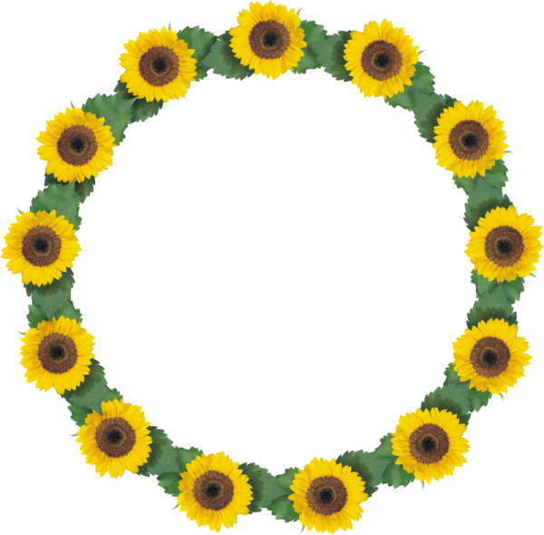 Круг из подсолнухов