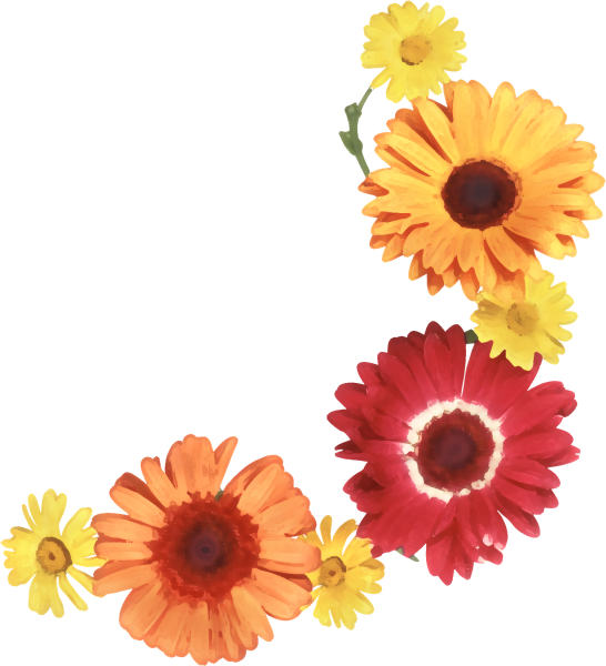 Герберы на прозрачном фоне для фотошопа