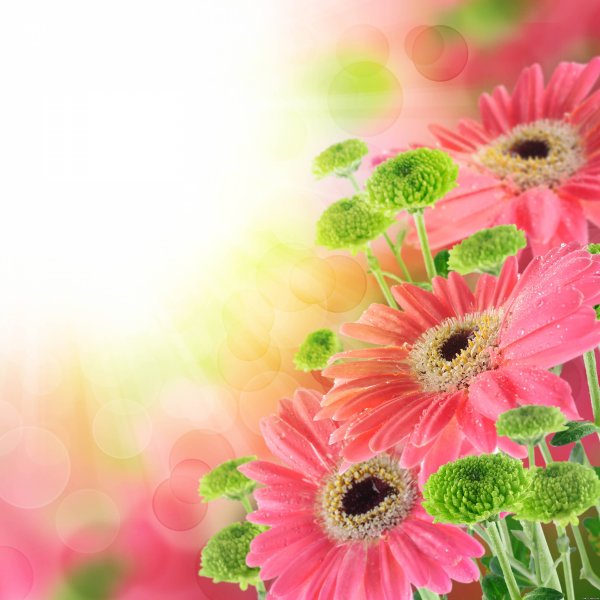 Рамка из гербер