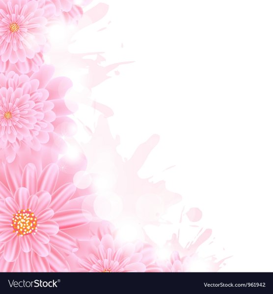 Розовая рамочка герберы на прозрачном фоне