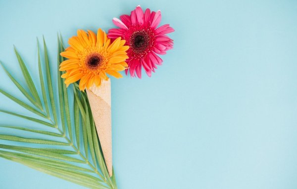 Герберы на синем фоне