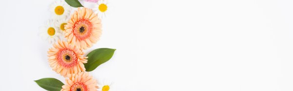 Фон нежный с герберами