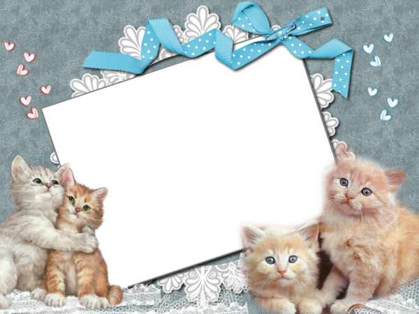 Фоторамка с котятами