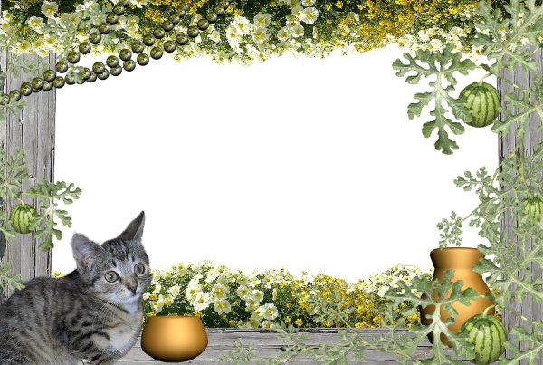 Фоторамка "кошки"