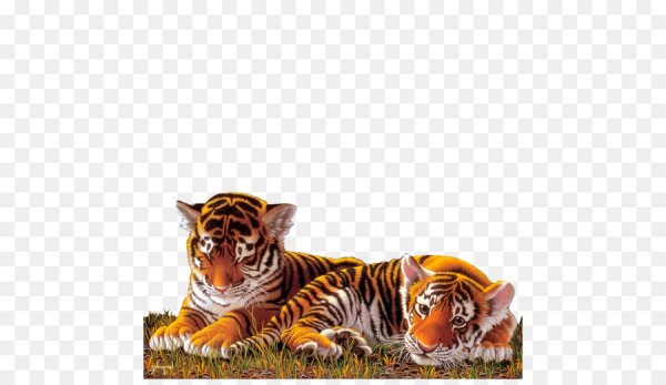 Рамки с тигром для фотошопа