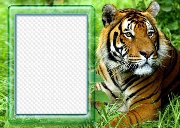 Фоторамки с тигром