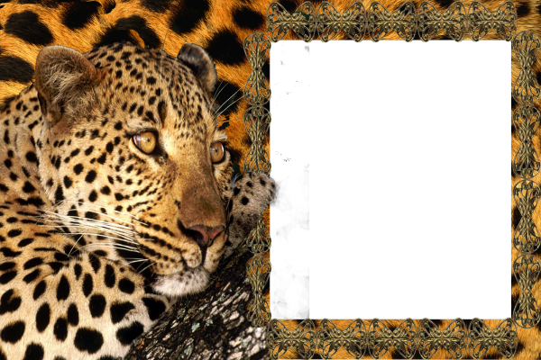 Фоторамка с леопардом