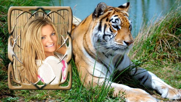 Рамки с тигром для фотошопа