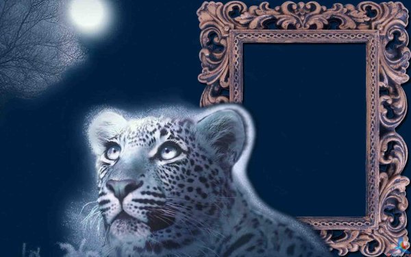 Рамки с тигром для фотошопа