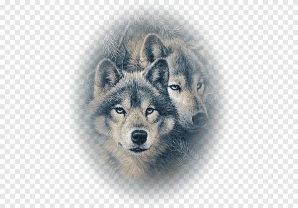 Волк красивый фотошоп