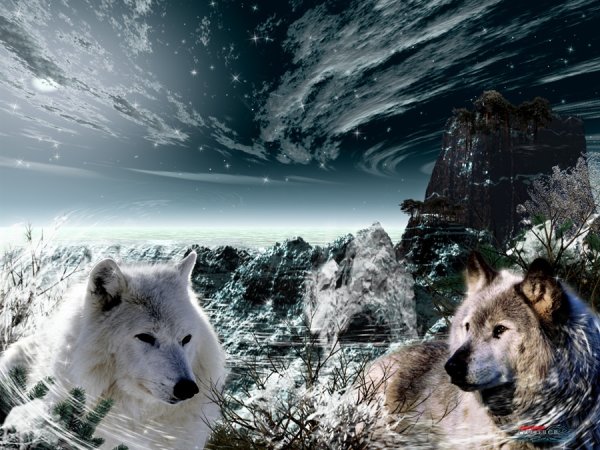 Фон волки для фотошопа