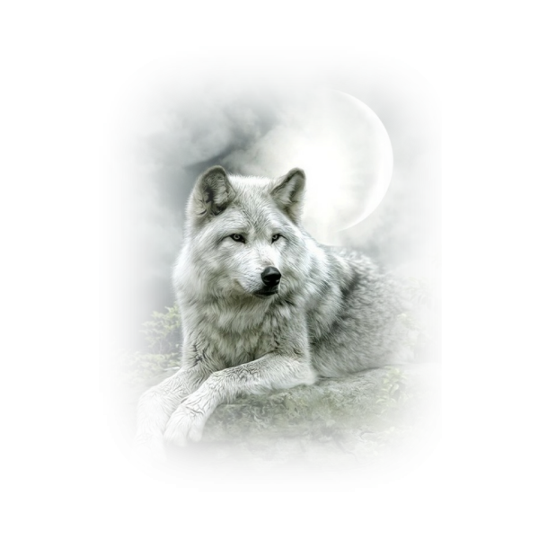 Белый волк на белом фоне