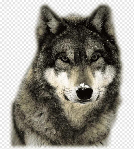 Морда волка на белом фоне