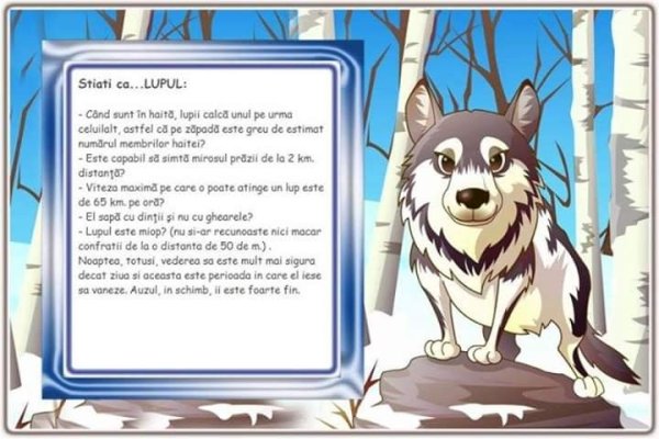 Рамка с волком