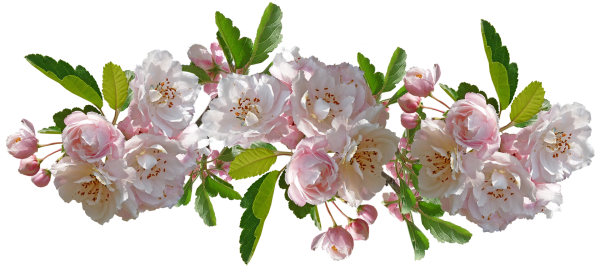 Ветка яблони