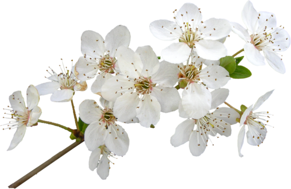 Яблоневый цвет на белом фоне