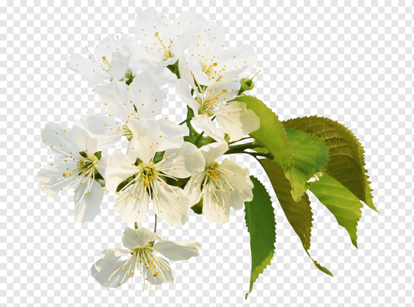 Цветущая яблоня на белом фоне