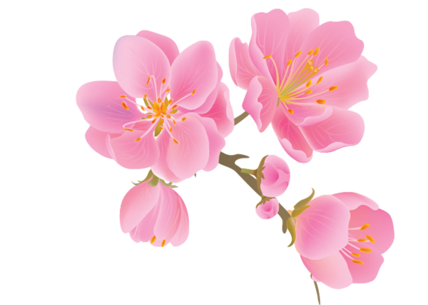 Цветы на прозрачном фоне