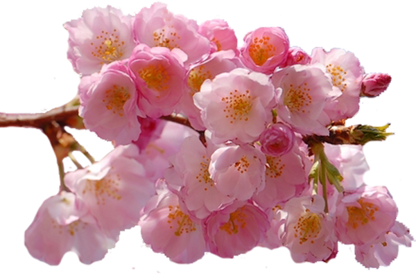 Ветка яблони