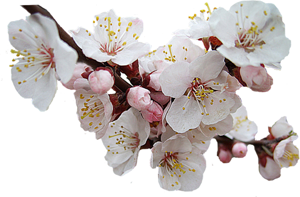 Ветка яблони