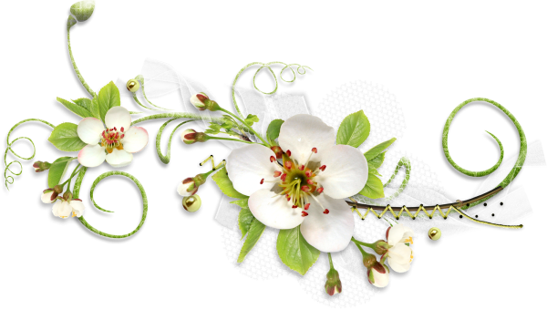 Цветочные бордюры на прозрачном фоне