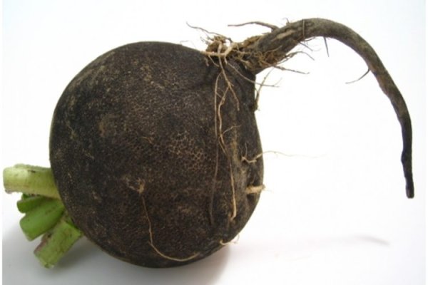 Редька черная на белом фоне