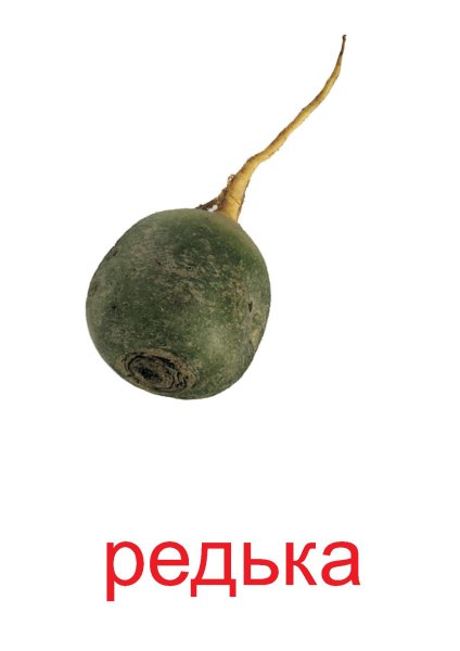 Редька для детей на прозрачном фоне