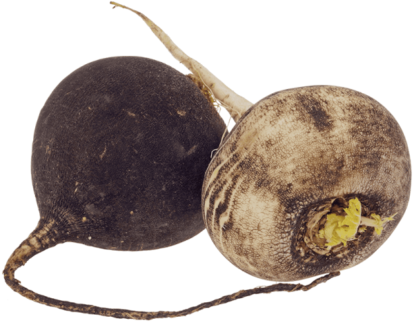 Редька на прозрачном фоне