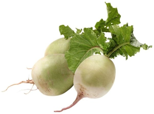 Редька зеленая на белом фоне