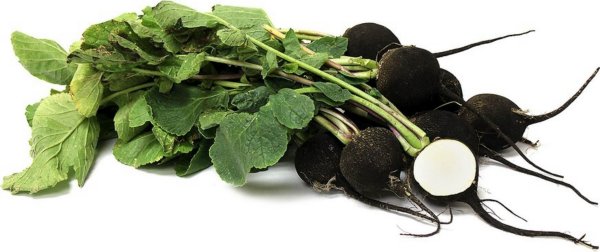 Редька на прозрачном фоне