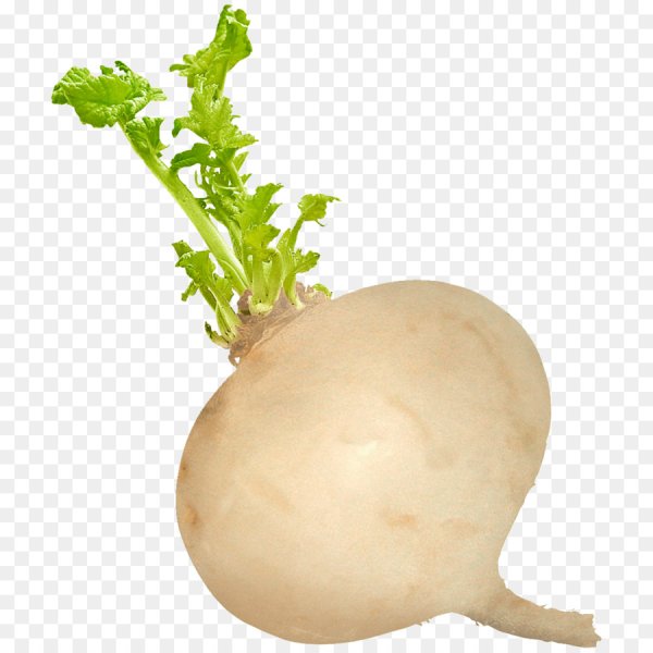 Редька на белом фоне