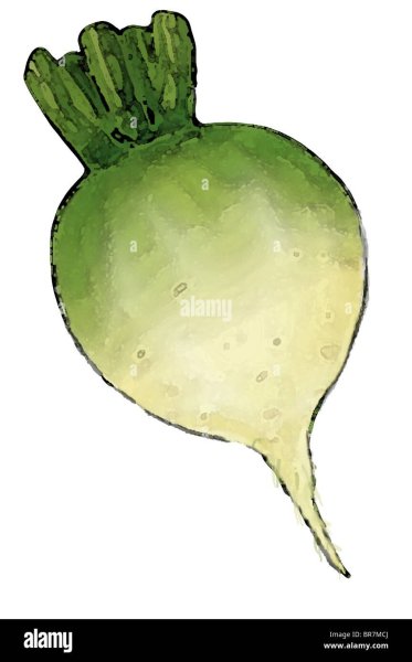 Редька на прозрачном фоне