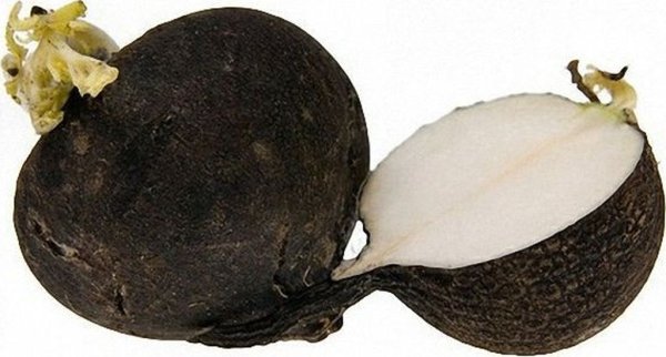 Турп сабзавот