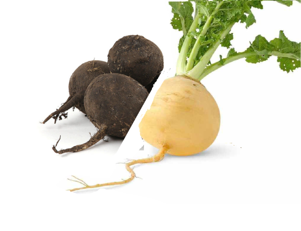 Репа редька турнепс