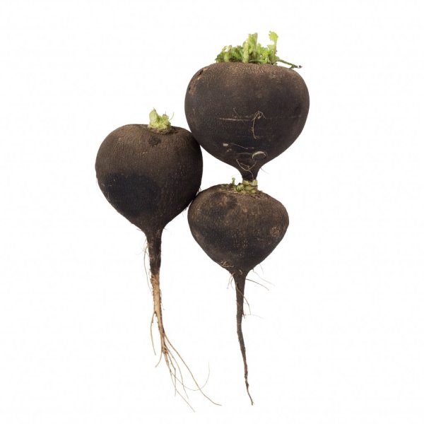 Черный редис