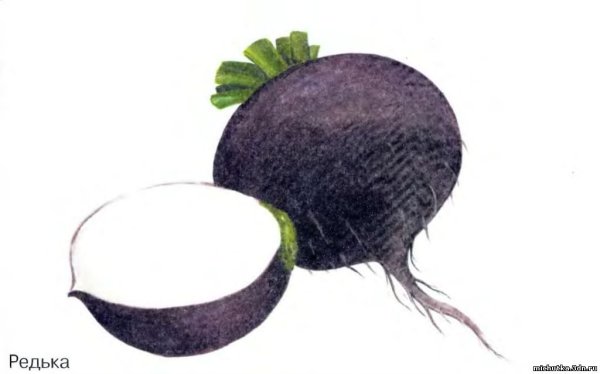 Редька рисунок