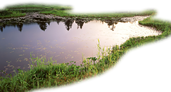 Пруд без фона