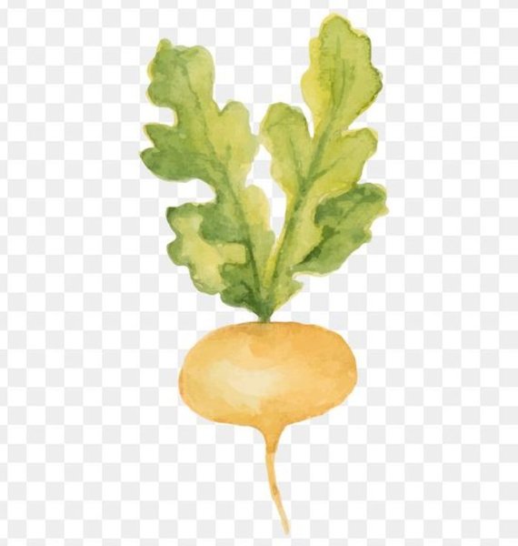 Листья Репки