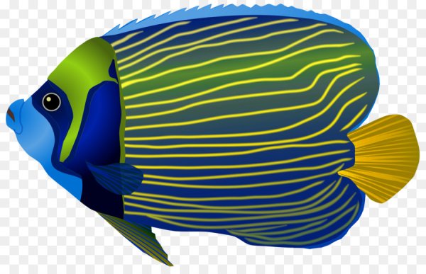 Рыбка без фона