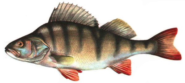 Окунь на белом фоне