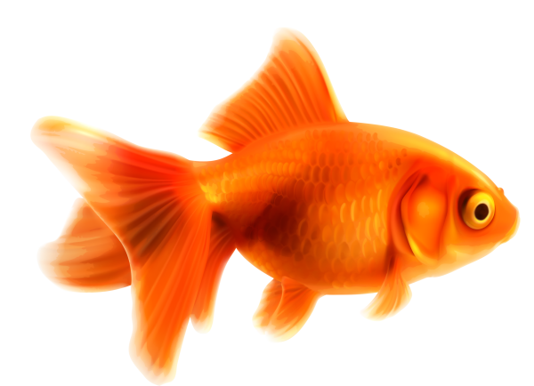 Рыбка на прозрачном фоне