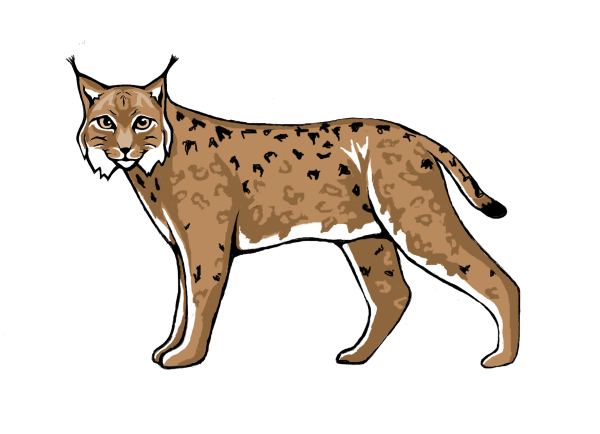 Рысь мультяшный